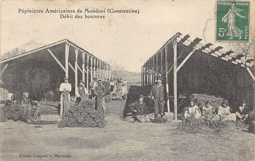 Algérie mondovi dréan - -,